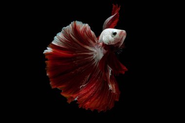 Kırmızı ve beyaz güzel Siyam balıkları uzun kuyruk ve yüzen siyah arka plan.