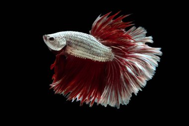 Kırmızı ve beyaz güzel Siyam balıkları uzun kuyruk ve yüzen siyah arka plan.