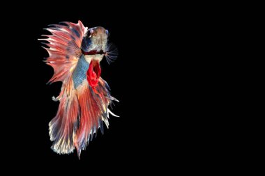 Renkli, güzel siyam balıkları uzun kuyruklu ve siyah arka planda yüzüyor..