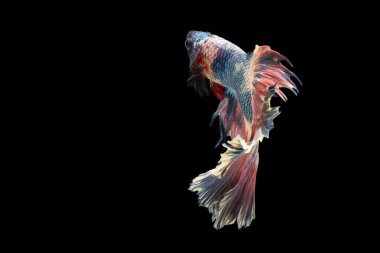 Renkli, güzel siyam balıkları uzun kuyruklu ve siyah arka planda yüzüyor..