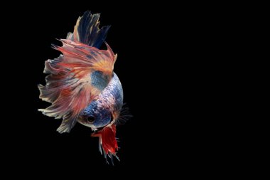 Renkli, güzel siyam balıkları uzun kuyruklu ve siyah arka planda yüzüyor..