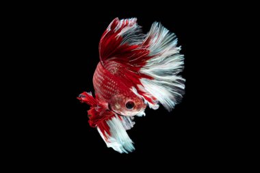 Kırmızı ve beyaz güzel Siyam balıkları uzun kuyruk ve yüzen siyah arka plan.