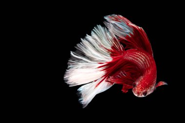 Kırmızı ve beyaz güzel Siyam balıkları uzun kuyruk ve yüzen siyah arka plan.