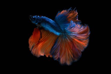 Renkli, güzel siyam balıkları uzun kuyruklu ve siyah arka planda yüzüyor..