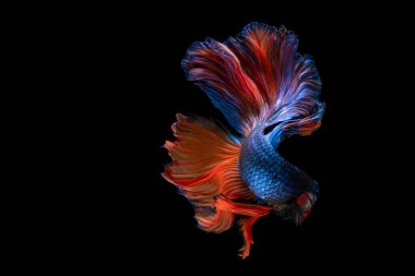 Renkli, güzel siyam balıkları uzun kuyruklu ve siyah arka planda yüzüyor..