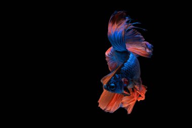 Renkli, güzel siyam balıkları uzun kuyruklu ve siyah arka planda yüzüyor..