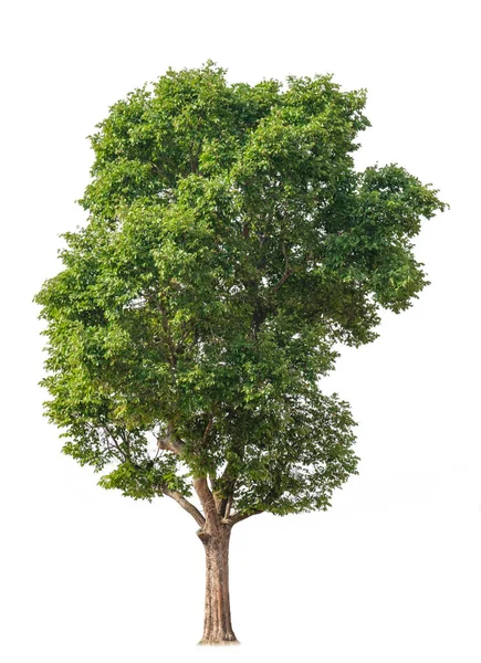Árvore Recorte Para Uso Como Matéria Prima Para Trabalho Edição — Fotografia de Stock