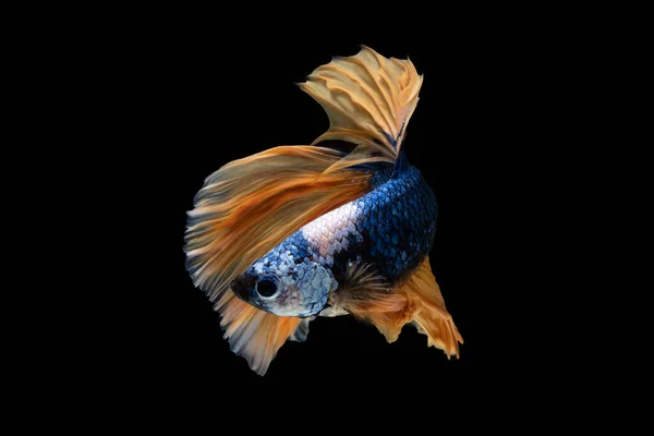 Blue Yellow Beautiful Siamese Fighting Fish Long Tail Fin Swimming — Stock Photo, Image