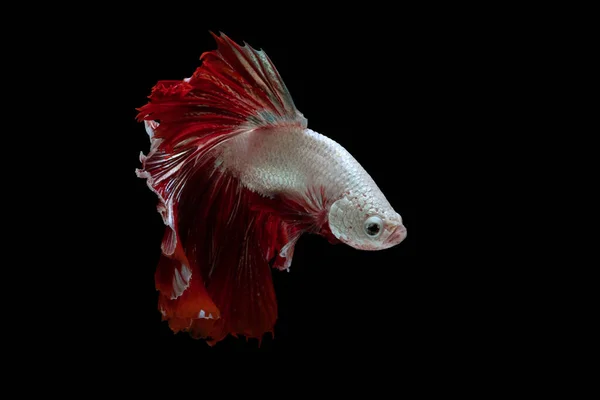 Красно Белый Красивый Сиамский Боевой Рыба Длинный Хвост Плавник Плавает — стоковое фото