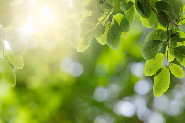 Természetes Zöld Levelek Bokeh Napfény Fénymásolási Hellyel Gyönyörű Zöld Természet — Stock Fotó