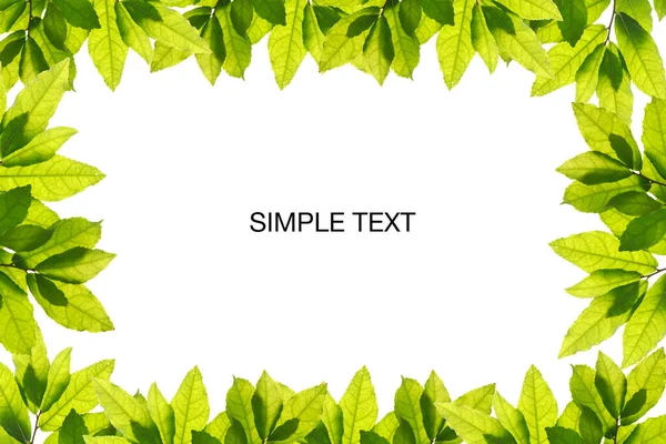 Натуральне Зелене Листя Білому Тлі Пробілом Копіювання Банера Вашого Тексту — стокове фото