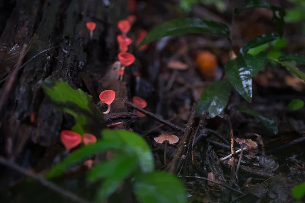 Cogumelos Vermelhos Forma Copo Champanhe Cookeina Speciosa São Encontrados Muito — Fotografia de Stock