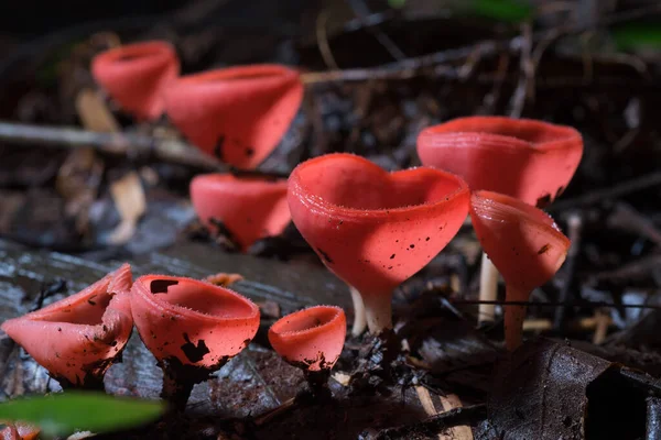 Cogumelos Vermelhos Forma Copo Champanhe Cookeina Speciosa São Encontrados Muito — Fotografia de Stock