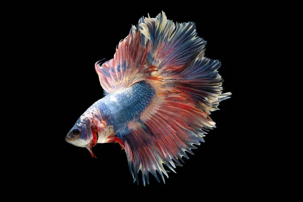 Colorful Fancy Beautiful Siamese Fighting Fish Long Tail Fin Swimming — Stock Photo, Image