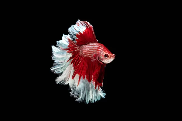 Červené Bílé Krásné Siamské Bojující Ryby Dlouhý Ocas Ploutve Plavání — Stock fotografie