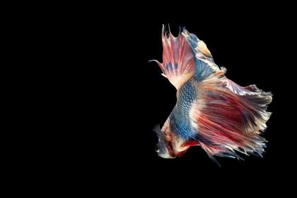 Colorido Fantasia Bonito Siamês Combate Peixe Cauda Longa Nadando Barbatana — Fotografia de Stock