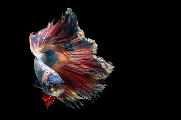 Colorido Fantasia Bonito Siamês Combate Peixe Cauda Longa Nadando Barbatana — Fotografia de Stock