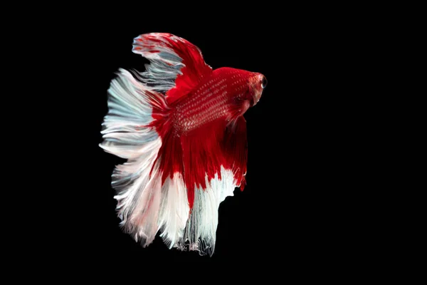 Red White Beautiful Siamese Fighting Fish Long Tail Fin Swimming — Stock Photo, Image