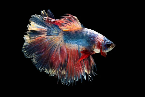 Colorful Fancy Beautiful Siamese Fighting Fish Long Tail Fin Swimming — Stock Photo, Image