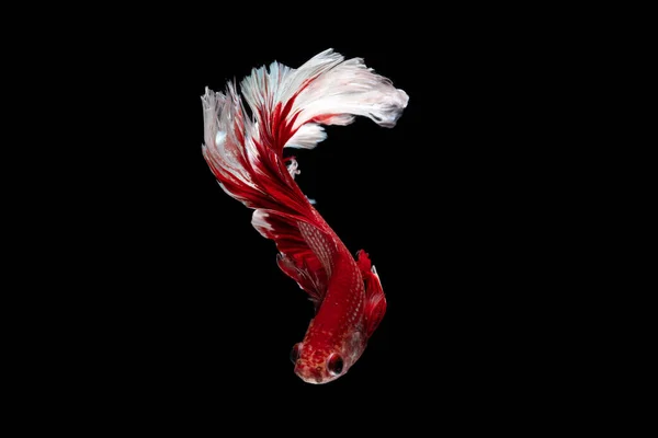 Red White Beautiful Siamese Fighting Fish Long Tail Fin Swimming — Stock Photo, Image