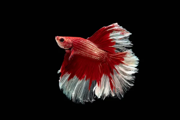 Red White Beautiful Siamese Fighting Fish Long Tail Fin Swimming — Stock Photo, Image