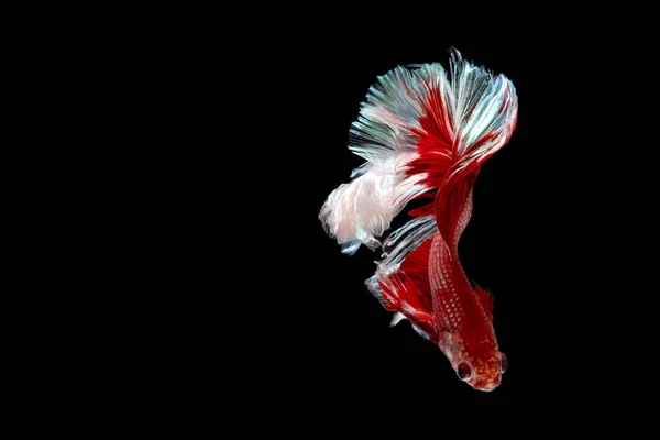 Red White Beautiful Siamese Fighting Fish Long Tail Fin Swimming — Stock Photo, Image