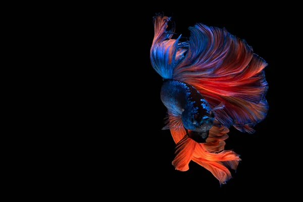 Colorful Fancy Beautiful Siamese Fighting Fish Long Tail Fin Swimming — Stock Photo, Image