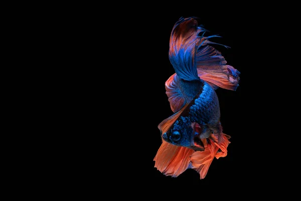 Kolorowe Fantazyjne Piękne Syjamski Walki Ryby Długi Ogon Płetwa Pływanie — Zdjęcie stockowe
