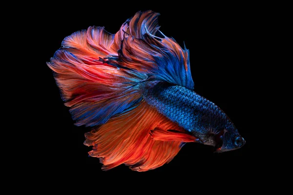 Colorido Fantasia Bonito Siamês Combate Peixe Cauda Longa Nadando Barbatana — Fotografia de Stock