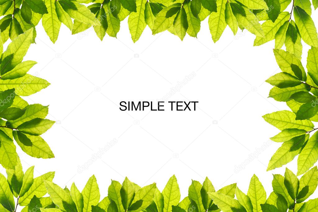 Natural green leaves on white background with copy space for banner and your text. ecology background concept.