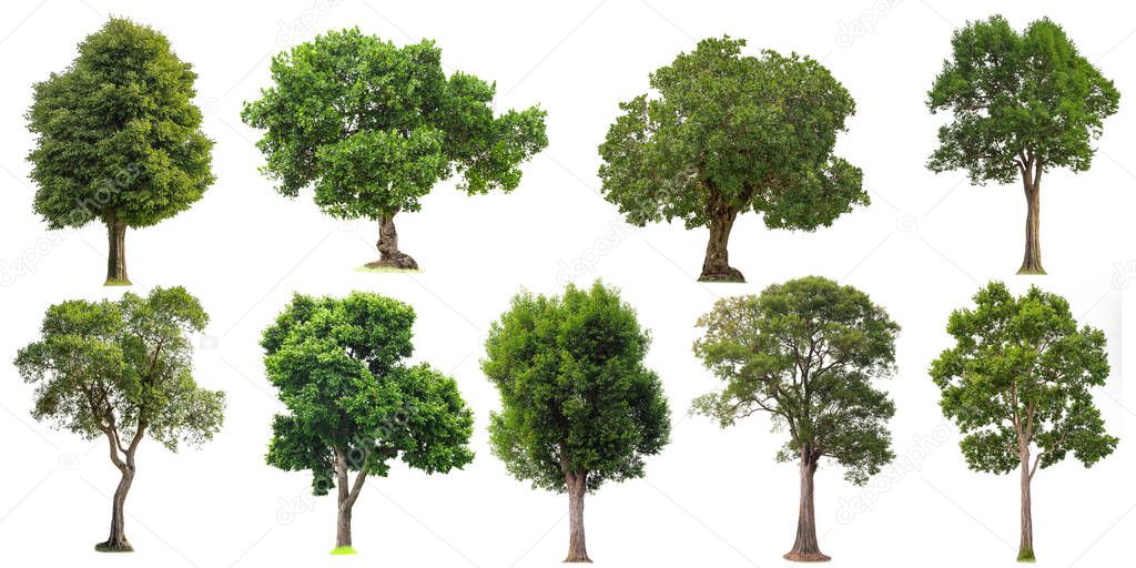 Collection of cutout tree for use as a raw material for editing work. Isolated deciduous tree on a white background  with clipping path. 