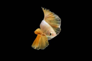 Siyam dövüş balığı betta ihtişamı (Halfmoon gold dragon betta) siyah arka planda izole. Uzun yüzgeçler ve kuyruklar. aksiyon balığı kırpma yolu ile görkemli.