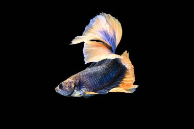 Siyam dövüş balığı betta ihtişamı (Halfmoon mavi ve sarı ejderha betta) kapalı siyah arka plan. Uzun yüzgeçler ve kuyruklar. aksiyon balığı kırpma yolu ile görkemli.