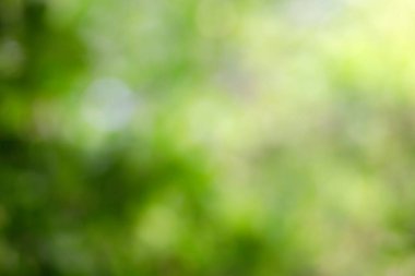 bokeh arkaplan ve metin için güneş ışığı, şablon maket ve ürün görüntüleme. yeşil doğa ve ekoloji kavramı.