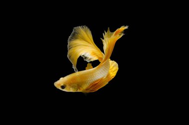 Siyam dövüş balığı betta ihtişamı (Halfmoon gold dragon betta) siyah arka planda izole. Uzun yüzgeçler ve kuyruklar. aksiyon balığı görkemlidir