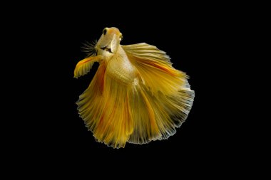 Siyam dövüş balığı betta ihtişamı (Halfmoon gold dragon betta) siyah arka planda izole. Uzun yüzgeçler ve kuyruklar. aksiyon balığı görkemlidir