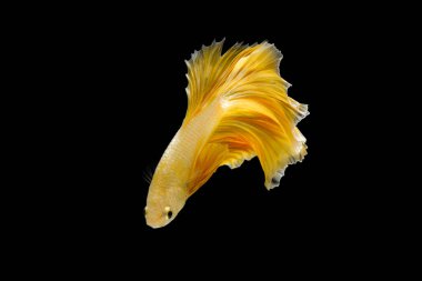 Siyam dövüş balığı betta ihtişamı (Halfmoon gold dragon betta) siyah arka planda izole. Uzun yüzgeçler ve kuyruklar. aksiyon balığı görkemlidir