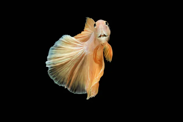 Siamské Bojující Ryby Betta Splendens Půlměsíc Zlatý Drak Betta Izolované — Stock fotografie
