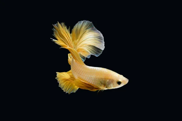 Закройте Сиамскую Боевую Рыбу Betta Splendens Halfmoon Gold Dragon Betta — стоковое фото