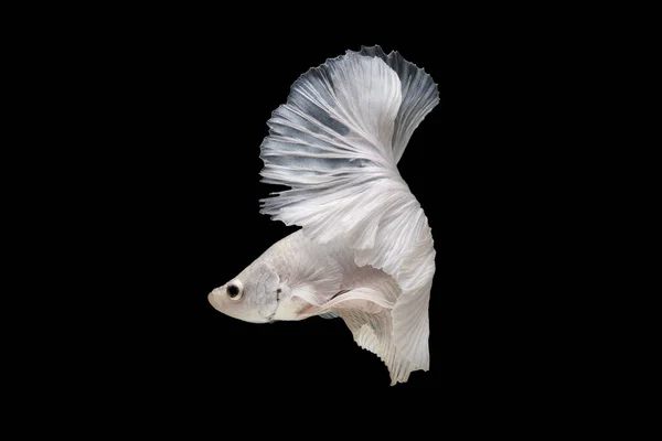 Close Siamese Combattendo Pesci Betta Splendens Mezzaluna Drago Oro Betta — Foto Stock