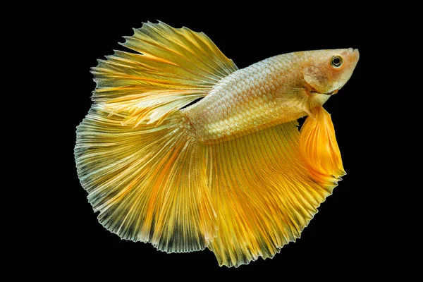 Siamesiska Bekämpa Fisk Betta Splendens Halvmåne Guld Drake Betta Isolerad — Stockfoto