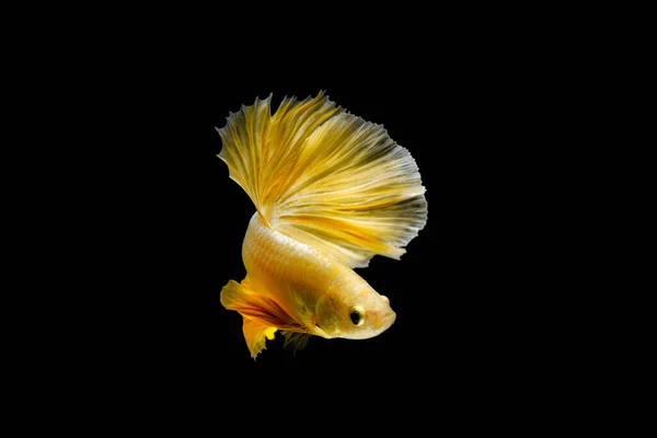 Închideți Peștele Luptă Siamez Betta Splendens Halfmoon Gold Dragon Betta — Fotografie, imagine de stoc