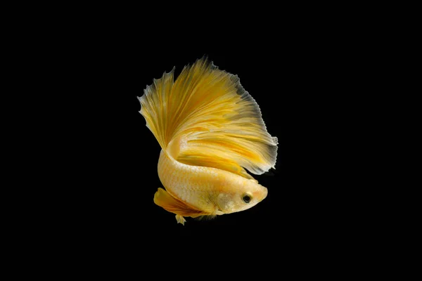 Close Siamese Combattendo Pesci Betta Splendens Mezzaluna Drago Oro Betta — Foto Stock