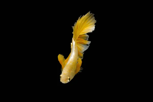 Närbild Siamese Kämpar Fisk Betta Splendens Halvmåne Guld Drake Betta — Stockfoto