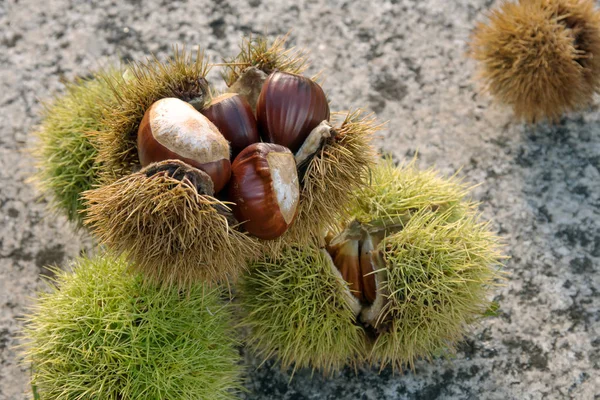 Sweet Chestnut still life. Castanea  sativa. Edible chestnut