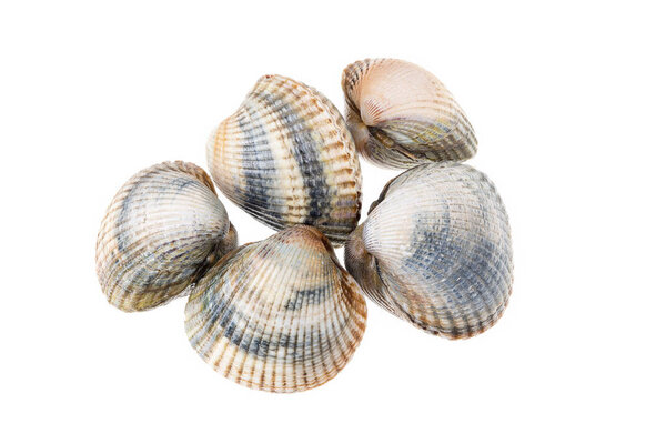 Свежие петухи изолированы на белом фоне. Cerastoderma edulis. Двустворчатый моллюск
