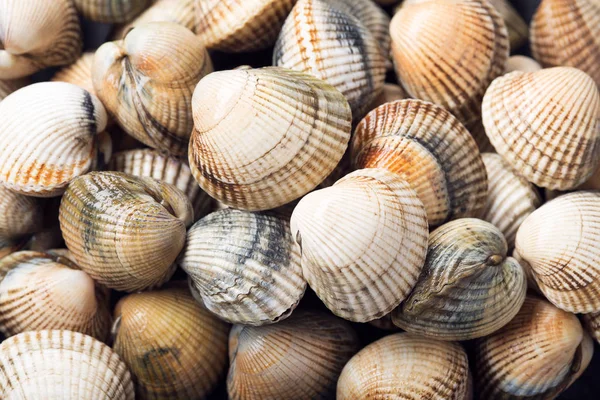 Cockles Frescos Fundo Frutos Mar Cerastoderma Edulis Molusco Bivalve Costa — Fotografia de Stock