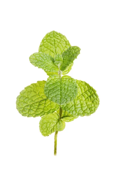 Menthe Isolée Sur Fond Blanc Pur Mentha Rotundifolia — Photo