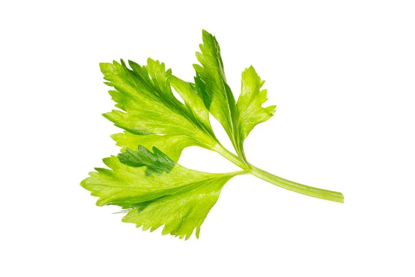 Fresh Celery Sprig Isolated White Background Apium Graveolens — Stock Photo, Image