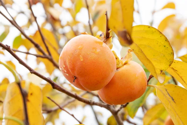 Χακί Δέντρο Χακί Φρούτα Έτοιμο Για Συγκομιδή Persimmon Δέντρο Και — Φωτογραφία Αρχείου